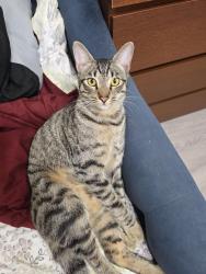Lost Male Cat last seen Marshalls's plaza South El Monte , South El Monte, CA 91733