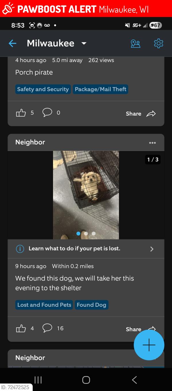 Lost Female Dog last seen Howard Ave, Milwaukee, WI 53221