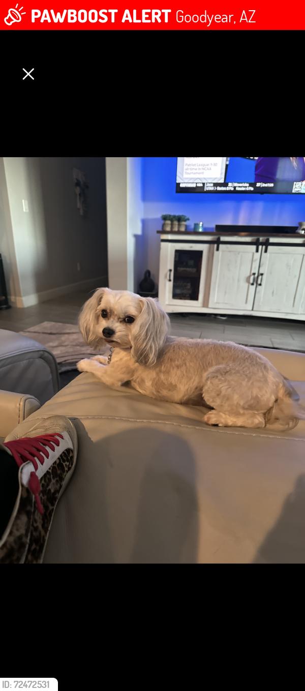 Lost Female Dog last seen 186th and Calistoga , Goodyear, AZ 85338