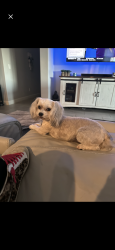 Lost Female Dog last seen 186th and Calistoga , Goodyear, AZ 85338
