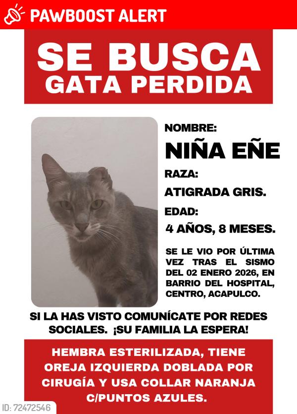Lost Female Cat last seen Barrio del hosp, andador del hosp, entre calle Allende y calle del Capire. Entre los Barrios del Teconche, Parque de la Iguana, Barrio del Capire y Pozo de la Nación. , Acapulco de Juárez, Gro. 39360