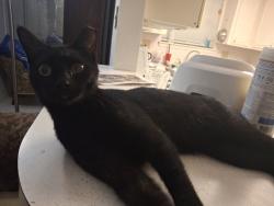 Lost Male Cat last seen St Matthew the evangelist catholic church, Houston, TX 77040