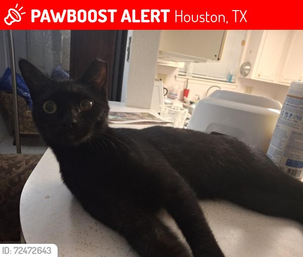 Lost Male Cat last seen St Matthew the evangelist catholic church, Houston, TX 77040