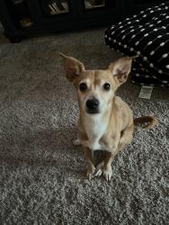 Lost Female Dog last seen E Orangeburg, Modesto, CA 95355