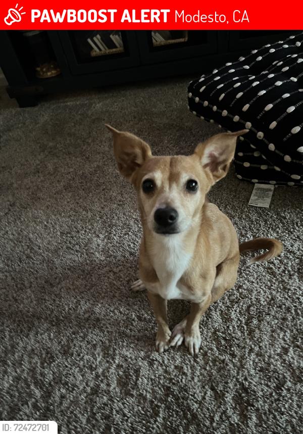 Lost Female Dog last seen E Orangeburg, Modesto, CA 95355