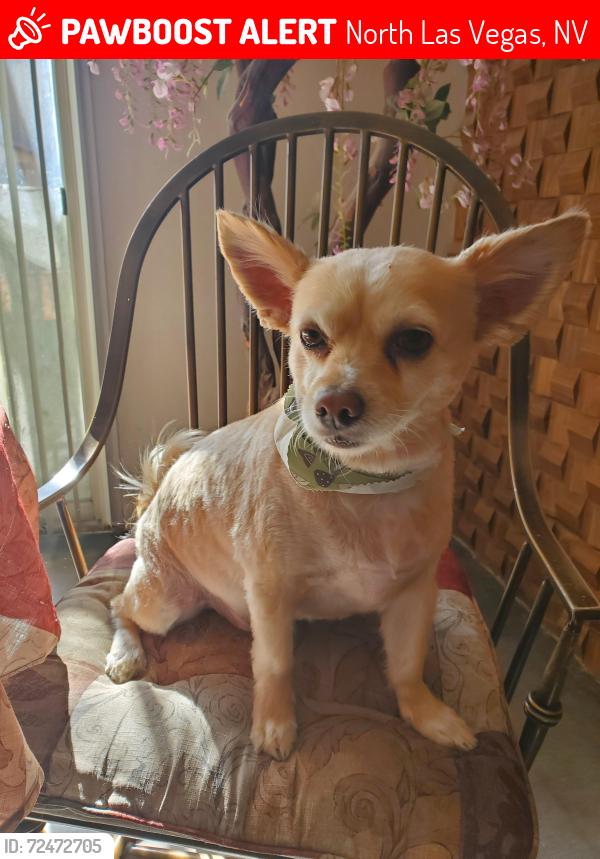 Lost Male Dog last seen Clayton and  Cheyenne, North Las Vegas, NV 89032