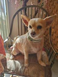 Lost Male Dog last seen Clayton and  Cheyenne, North Las Vegas, NV 89032