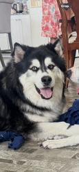 Lost Male Dog last seen Alameda Ave, Clint, TX 79836