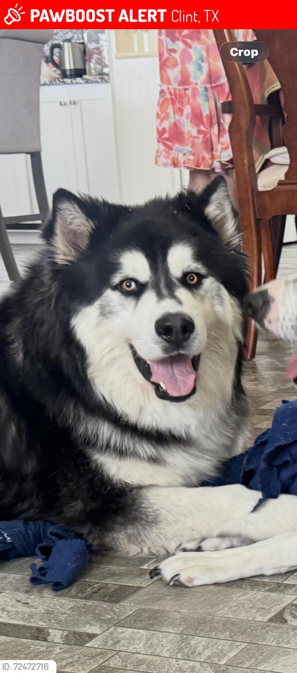 Lost Male Dog last seen Alameda Ave, Clint, TX 79836