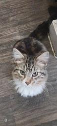 Lost Male Cat last seen Near w camelback rd, Phoenix, AZ 85019