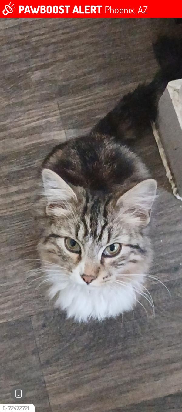 Lost Male Cat last seen Near w camelback rd, Phoenix, AZ 85019