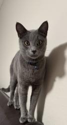 Lost Male Cat last seen Belasco Ave. Near Harmon Johnson Elementary School , Sacramento, CA 95815