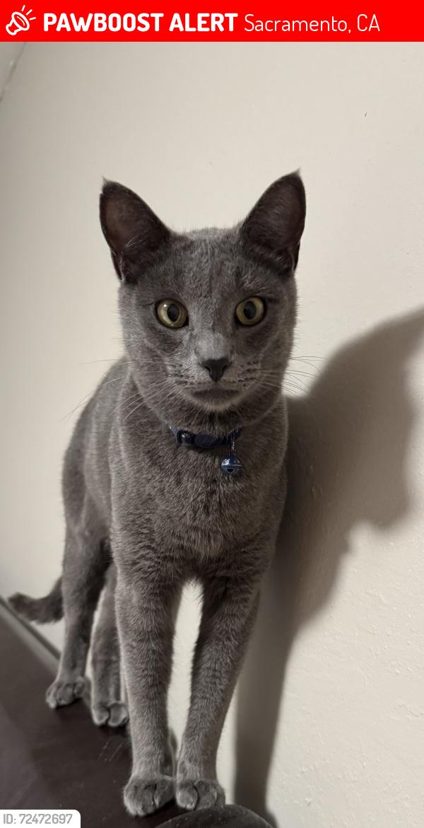 Lost Male Cat last seen Belasco Ave. Near Harmon Johnson Elementary School , Sacramento, CA 95815