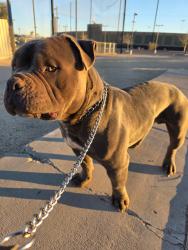 Lost Male Dog last seen Clayton and Cheyenne , North Las Vegas, NV 89032