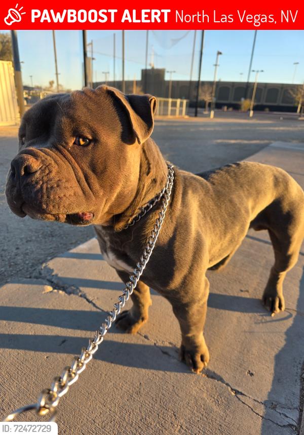 Lost Male Dog last seen Clayton and Cheyenne , North Las Vegas, NV 89032