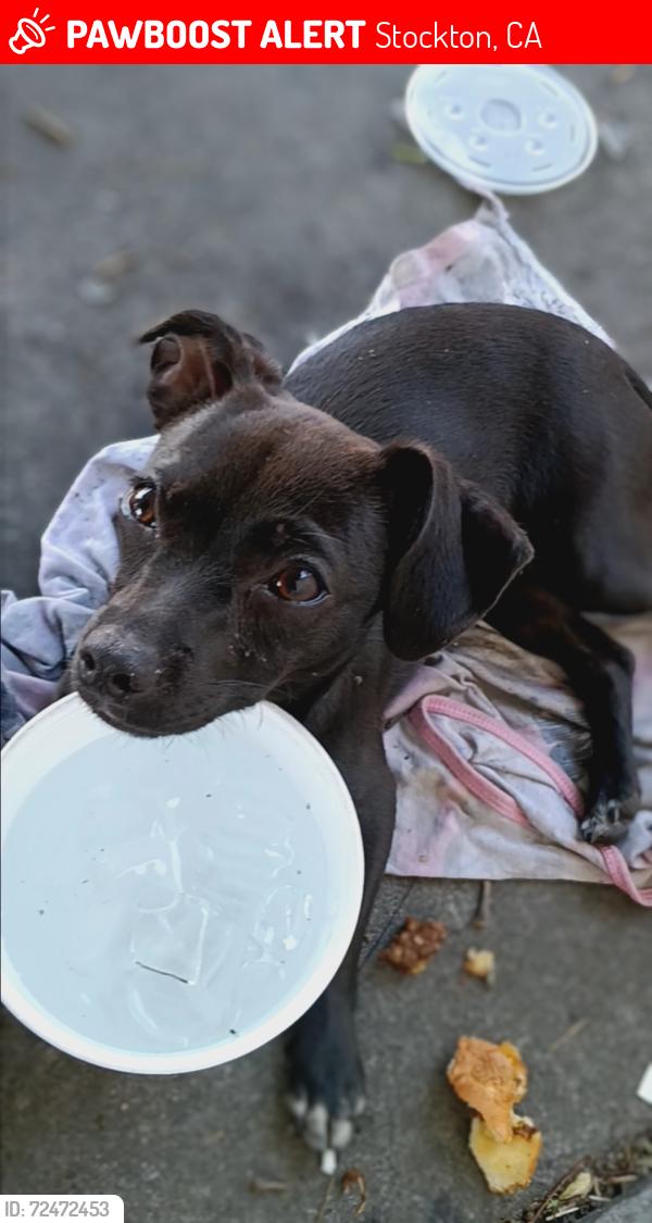 Lost Female Dog last seen S El Dorado and 4th Street , Stockton, CA 95206