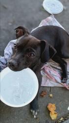Lost Female Dog last seen S El Dorado and 4th Street , Stockton, CA 95206