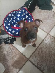 Lost Female Dog last seen S El Dorado and 4th Street , Stockton, CA 95206