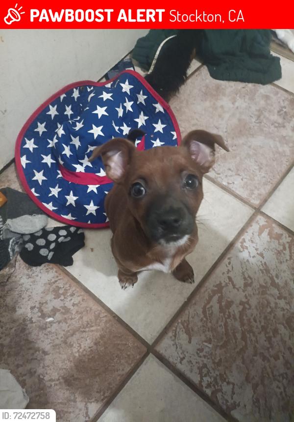 Lost Female Dog last seen S El Dorado and 4th Street , Stockton, CA 95206