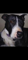 Lost Female Dog last seen Andrew highway and dixie, Odessa, TX 79762