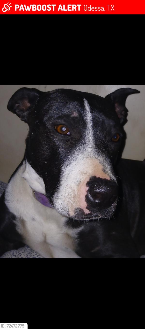 Lost Female Dog last seen Andrew highway and dixie, Odessa, TX 79762