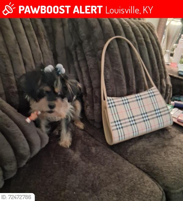 Lost Female Dog last seen Muhammad  Ali, Louisville, KY 40202