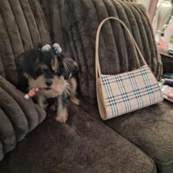 Lost Female Dog last seen Muhammad  Ali, Louisville, KY 40202