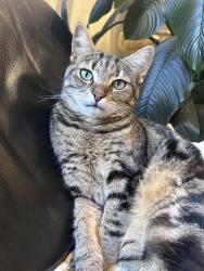 Lost Male Cat last seen Cherry lake , Altona, VIC 3018