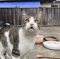 Lost Male Cat last seen Poplarwood way x Trimble rd , San Jose, CA 95132