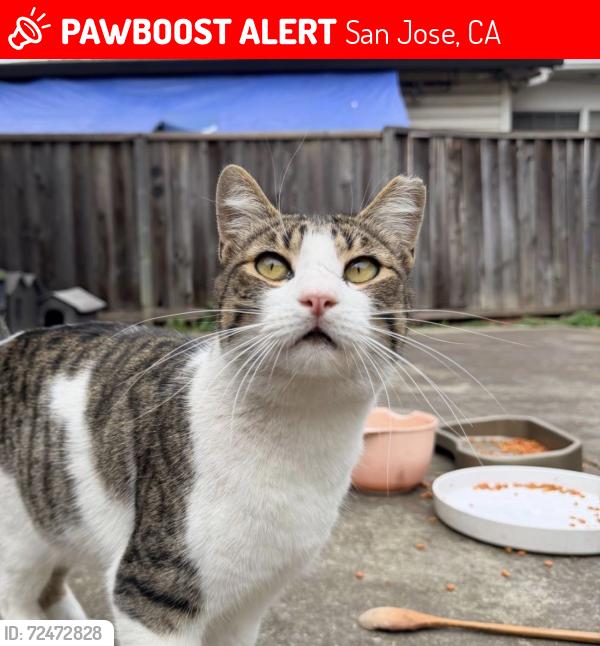 Lost Male Cat last seen Poplarwood way x Trimble rd , San Jose, CA 95132