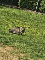 Lost Female Cat last seen Oakview drive, Lancaster County, PA 17579