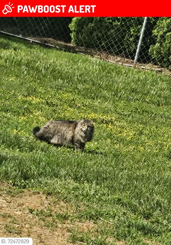 Lost Female Cat last seen Oakview drive, Lancaster County, PA 17579