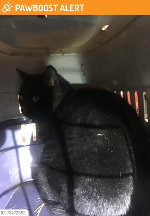 Found/Stray Male Cat last seen Ash copse, Oxfordshire, England RG4 9QL