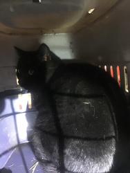 Found/Stray Male Cat last seen Ash copse, Oxfordshire, England RG4 9QL