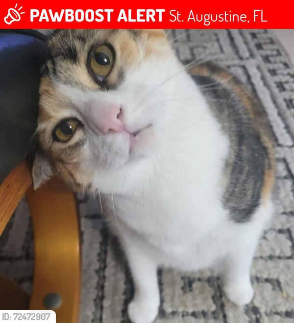 Lost Female Cat last seen Old Moultrie & SR312, St. Augustine, FL 32084