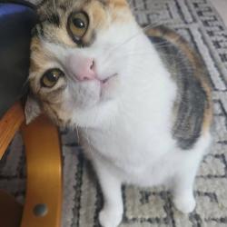 Lost Female Cat last seen Old Moultrie & SR312, St. Augustine, FL 32084
