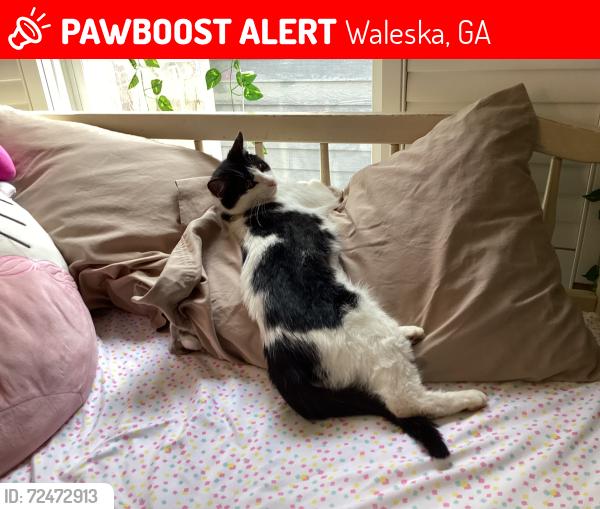 Lost Female Cat last seen Near Ammons Drive, Waleska, GA 30183