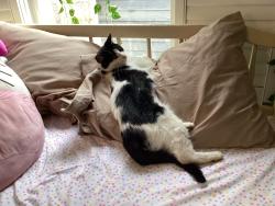 Lost Female Cat last seen Near Ammons Drive, Waleska, GA 30183