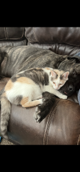 Lost Female Cat last seen Emerald Isle behind Eastlake High school , El Paso County, TX 79928