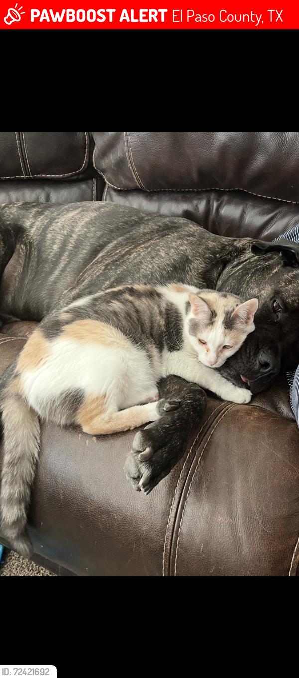 Lost Female Cat last seen Emerald Isle behind Eastlake High school , El Paso County, TX 79928