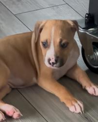 Lost Female Dog last seen Bethlehem, Bethlehem, PA 18018