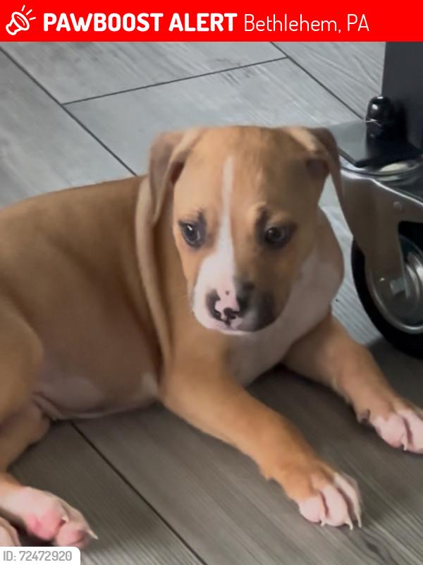 Lost Female Dog last seen Bethlehem, Bethlehem, PA 18018