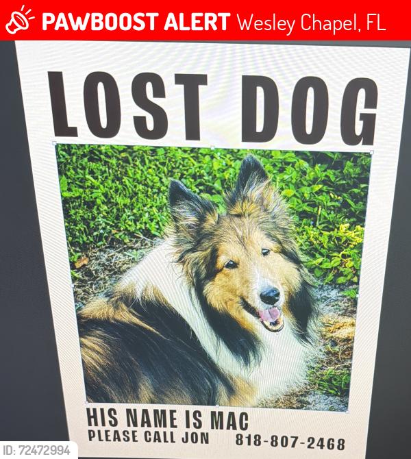 Lost Male Dog last seen Near Wiregrass elementary, Wesley Chapel, FL 33543