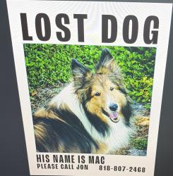 Lost Male Dog last seen Near Wiregrass elementary, Wesley Chapel, FL 33543