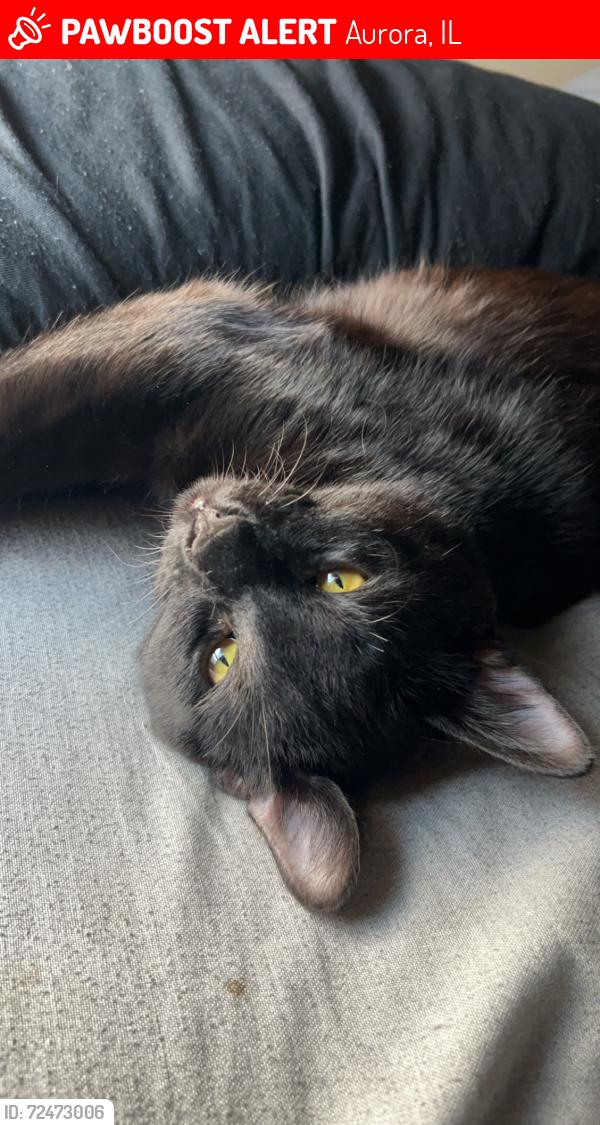 Lost Male Cat last seen Fourth street and Seminary Ave, Aurora, IL 60505