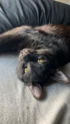 Lost Male Cat last seen Fourth street and Seminary Ave, Aurora, IL 60505
