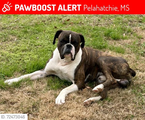Lost Male Dog last seen Rawls Chapel , Pelahatchie, MS 39145