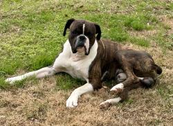 Lost Male Dog last seen Rawls Chapel , Pelahatchie, MS 39145