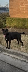 Lost Male Dog last seen Tulsa Animal Shelter , Tulsa, OK 74115