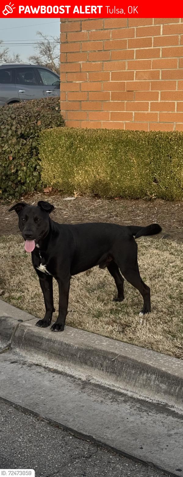 Lost Male Dog last seen Tulsa Animal Shelter , Tulsa, OK 74115